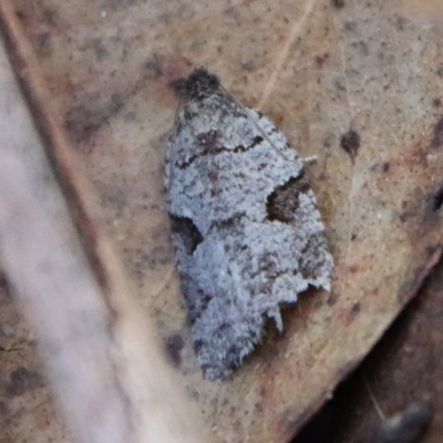 Meritastis lythrodana (A tortrix or leafroller moth) at Mongarlowe River - 16 Mar 2023 by LisaH