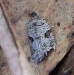Meritastis lythrodana (A tortrix or leafroller moth) at Mongarlowe, NSW - 16 Mar 2023 by LisaH