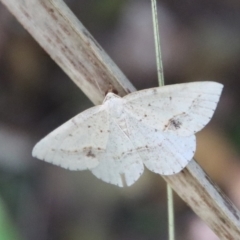 Taxeotis (genus) (Unidentified Taxeotis geometer moths) at QPRC LGA - 16 Mar 2023 by LisaH