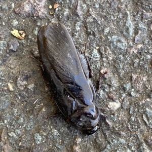 Panesthia australis at Mitchell, ACT - 16 Mar 2023 03:23 PM