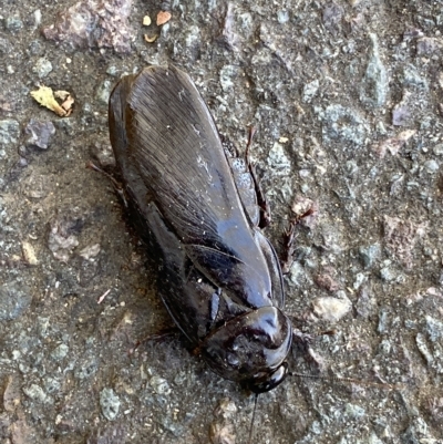 Panesthia australis (Common wood cockroach) at Mitchell, ACT - 16 Mar 2023 by Steve_Bok