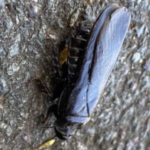 Panesthia australis at Mitchell, ACT - 16 Mar 2023