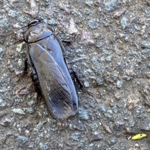 Panesthia australis at Mitchell, ACT - 16 Mar 2023 03:23 PM