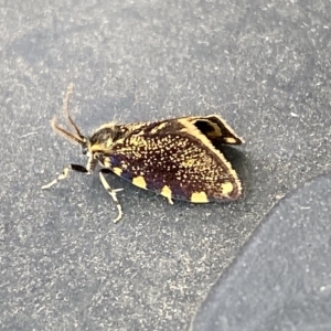 Cebysa leucotelus at Molonglo Valley, ACT - 16 Mar 2023