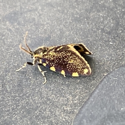 Cebysa leucotelus (Australian Bagmoth) at Molonglo River Reserve - 15 Mar 2023 by Steve_Bok