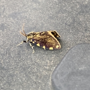 Cebysa leucotelus at Molonglo Valley, ACT - 16 Mar 2023