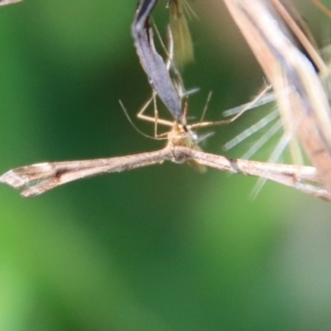 Sinpunctiptilia emissalis at Mongarlowe, NSW - 16 Mar 2023