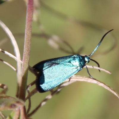 Pollanisus viridipulverulenta (Satin-green Forester) at Mongarlowe, NSW - 16 Mar 2023 by LisaH