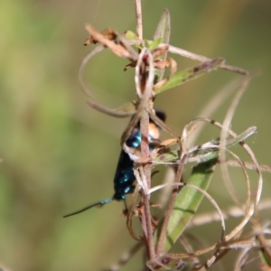 Pollanisus viridipulverulenta at Mongarlowe, NSW - 16 Mar 2023