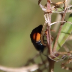 Pollanisus viridipulverulenta at Mongarlowe, NSW - suppressed