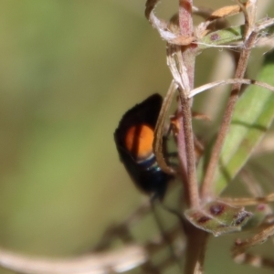 Pollanisus viridipulverulenta at Mongarlowe, NSW - suppressed