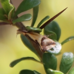 Thema psammoxantha (A concealer moth) at Mongarlowe, NSW - 16 Mar 2023 by LisaH