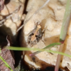 Tetrigidae (family) (Pygmy grasshopper) at QPRC LGA - 16 Mar 2023 by LisaH