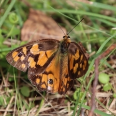 Heteronympha penelope (Shouldered Brown) at Mongarlowe, NSW - 16 Mar 2023 by LisaH