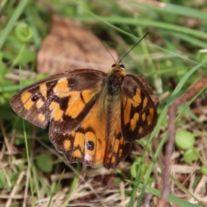 Heteronympha penelope at Mongarlowe, NSW - suppressed