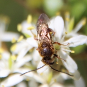 Lasioglossum (Parasphecodes) sp. (genus & subgenus) at Mongarlowe, NSW - 16 Mar 2023