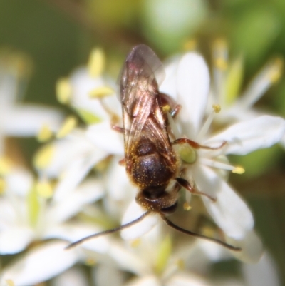 Lasioglossum (Parasphecodes) sp. (genus & subgenus) (Halictid bee) at Mongarlowe River - 16 Mar 2023 by LisaH