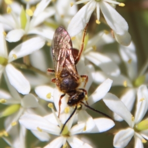 Lasioglossum (Parasphecodes) sp. (genus & subgenus) at Mongarlowe, NSW - 16 Mar 2023