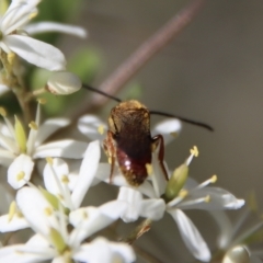 Lasioglossum (Parasphecodes) sp. (genus & subgenus) at Mongarlowe, NSW - 16 Mar 2023