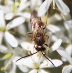 Lasioglossum (Parasphecodes) sp. (genus & subgenus) at Mongarlowe, NSW - 16 Mar 2023