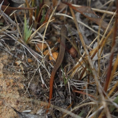 Morethia boulengeri (Boulenger's Skink) at Cook, ACT - 26 Feb 2023 by Tammy