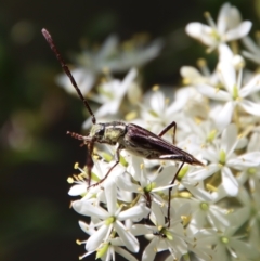 Distichocera fuliginosa (Longhorn or Longicorn beetle) at Mongarlowe River - 16 Mar 2023 by LisaH