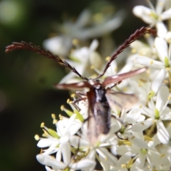 Distichocera fuliginosa at Mongarlowe, NSW - 16 Mar 2023