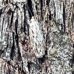 Lepidoptera unclassified ADULT moth (Unidentified - Moth) at Dryandra St Woodland - 16 Mar 2023 by Hejor1