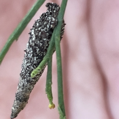 Lepidoscia (genus) IMMATURE (Unidentified Cone Case Moth larva, pupa, or case) at Dryandra St Woodland - 16 Mar 2023 by Hejor1