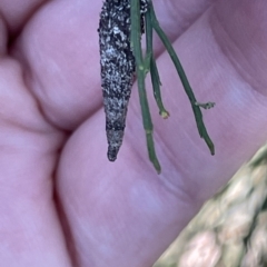 Conoeca or Lepidoscia (genera) IMMATURE at O'Connor, ACT - 16 Mar 2023