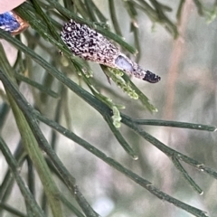 Lepidoscia (genus) IMMATURE at O'Connor, ACT - 16 Mar 2023