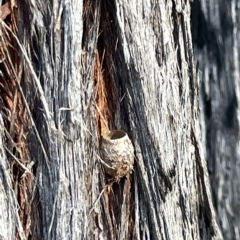 Limacodidae (family) (A cup moth) at Dryandra St Woodland - 16 Mar 2023 by Hejor1