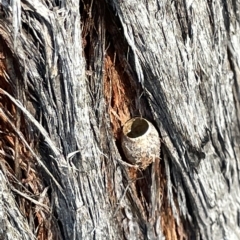 Limacodidae (family) at O'Connor, ACT - 16 Mar 2023 04:48 PM