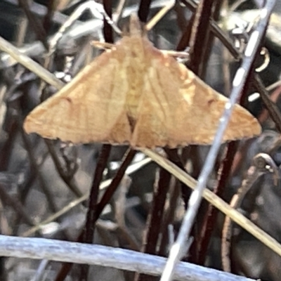 Endotricha (genus) (A Pyrlaid moth) at Dryandra St Woodland - 16 Mar 2023 by Hejor1