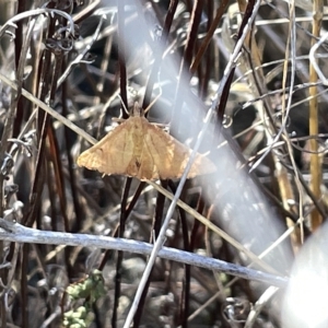 Endotricha (genus) at O'Connor, ACT - 16 Mar 2023