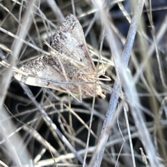 Endotricha (genus) (A Pyrlaid moth) at O'Connor, ACT - 16 Mar 2023 by Hejor1