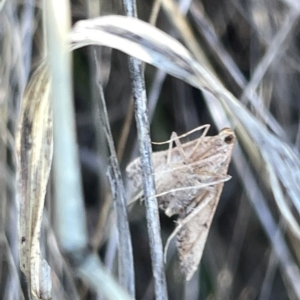 Endotricha (genus) at O'Connor, ACT - 16 Mar 2023