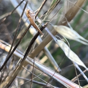 Endotricha (genus) at O'Connor, ACT - 16 Mar 2023