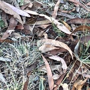 Scopula rubraria at O'Connor, ACT - 16 Mar 2023