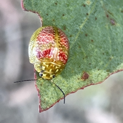 Paropsisterna fastidiosa (Eucalyptus leaf beetle) at Dryandra St Woodland - 16 Mar 2023 by Hejor1
