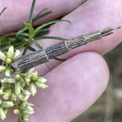 Lepidoscia arctiella at O'Connor, ACT - 16 Mar 2023