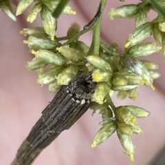 Lepidoscia arctiella at O'Connor, ACT - 16 Mar 2023