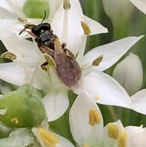 Exoneura sp. (genus) at Dulwich Hill, NSW - suppressed