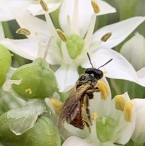 Exoneura sp. (genus) at Dulwich Hill, NSW - suppressed