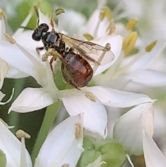 Exoneura sp. (genus) at Dulwich Hill, NSW - suppressed