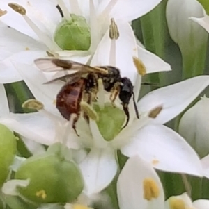 Exoneura sp. (genus) at Dulwich Hill, NSW - suppressed