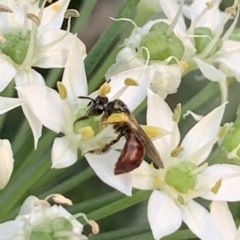 Exoneura sp. (genus) at Dulwich Hill, NSW - suppressed