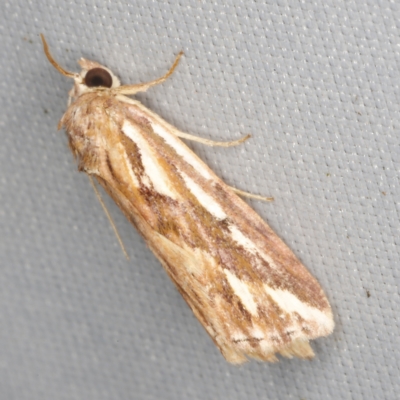 Meyrickella torquesauria (An Eribid Moth) at O'Connor, ACT - 14 Mar 2023 by ibaird