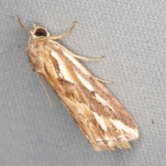 Meyrickella torquesauria (An Eribid Moth) at O'Connor, ACT - 14 Mar 2023 by ibaird