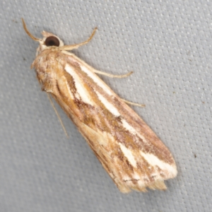 Meyrickella torquesauria at O'Connor, ACT - 14 Mar 2023